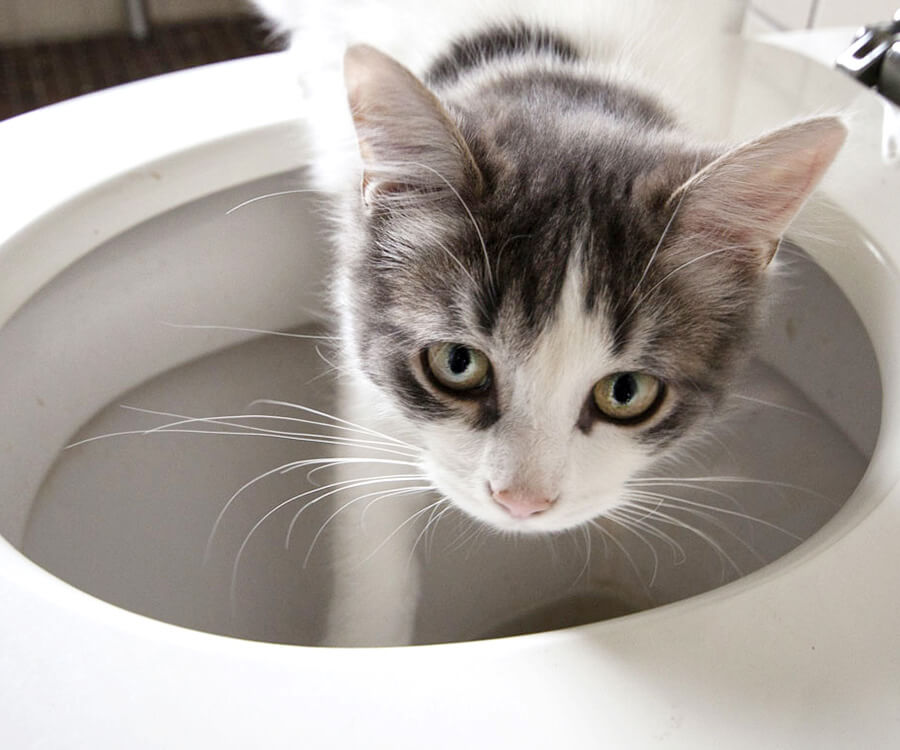 استفاده از توالت فرنگی برای گربه