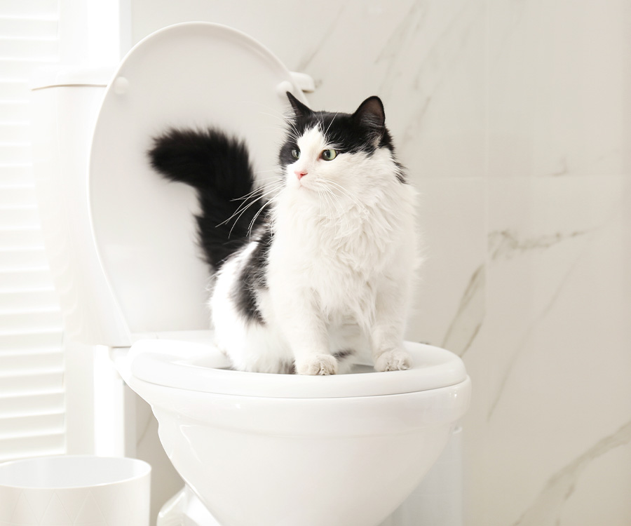 تربیت گربه برای توالت فرنگی
