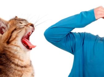 چرا دهان گربه من بو میده؟ علت بوی بد دهان گربه