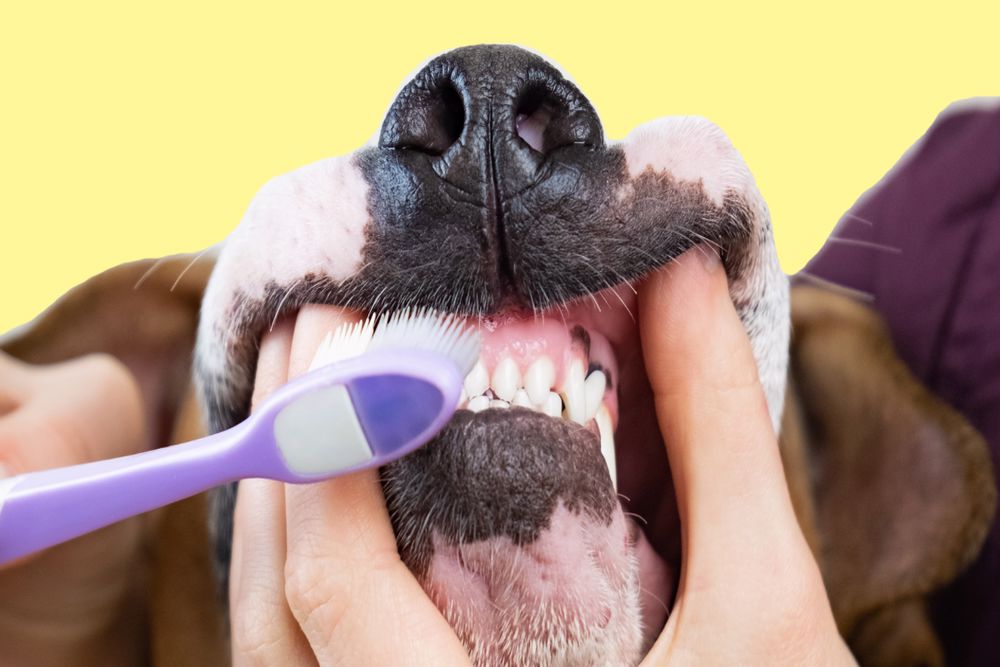 تمیز کردن دندان های سگ