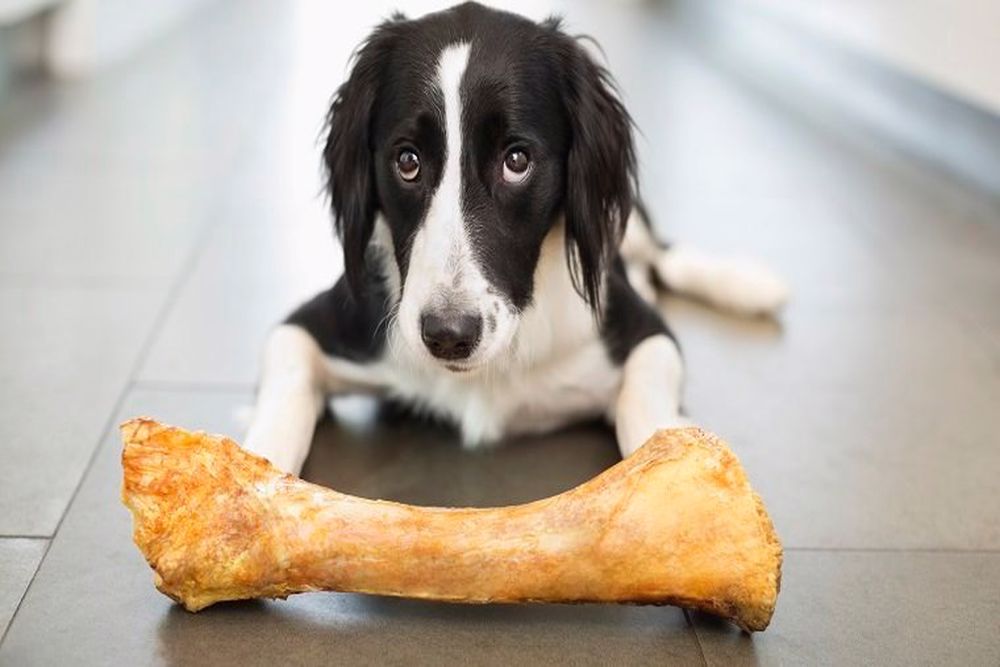 استخوان مصنوعی برای سگ