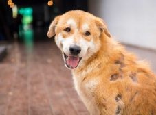 4 نوع رایج بیماری جرب سگ + راه شناسایی و درمان!