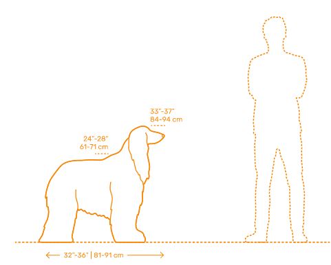 اندازه سگ افغان اصیل در قیاس با انسان
