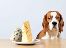 خوردن پنیر برای سگ خوبه یا بد؟