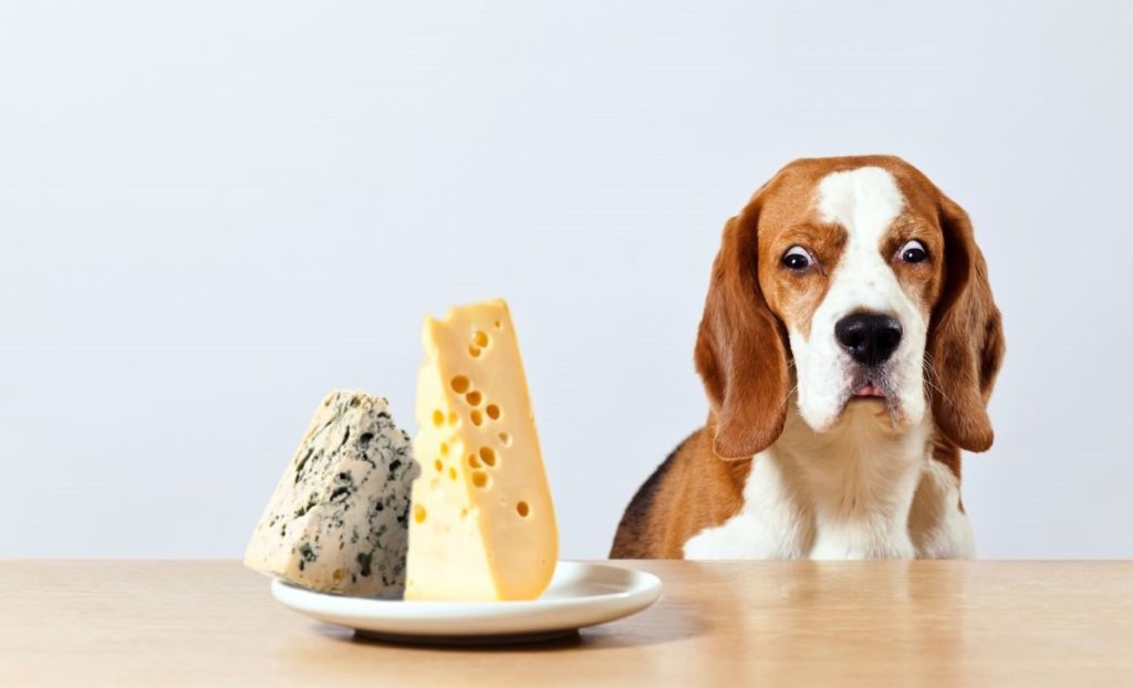 پنیر برای سگ
