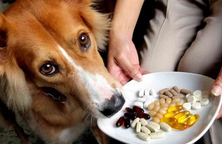 قرص ویتامین برای سگ