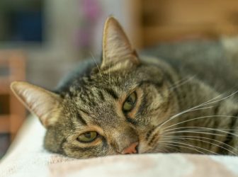 ۱۳ نشانه مسمومیت گربه و روش درمان آن