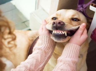 هرچی که لازمه درمورد دندان سگ بدونید