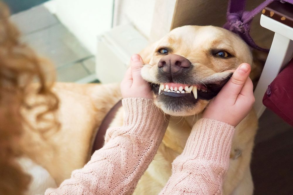 هرچی که لازمه درمورد دندان سگ بدونید