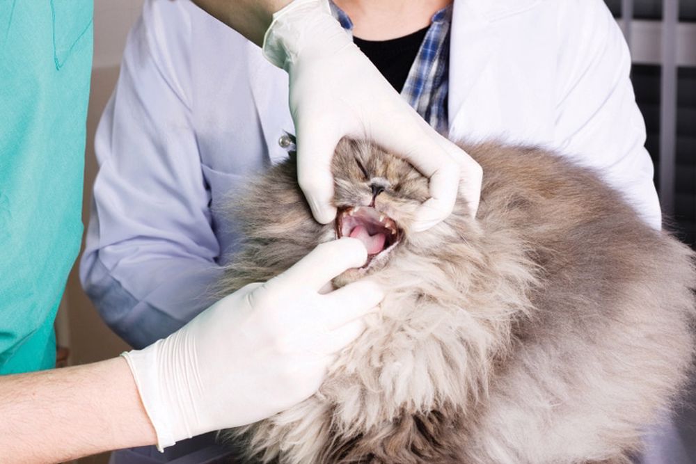 معاینه دندان های گربه توسط دامپزشک