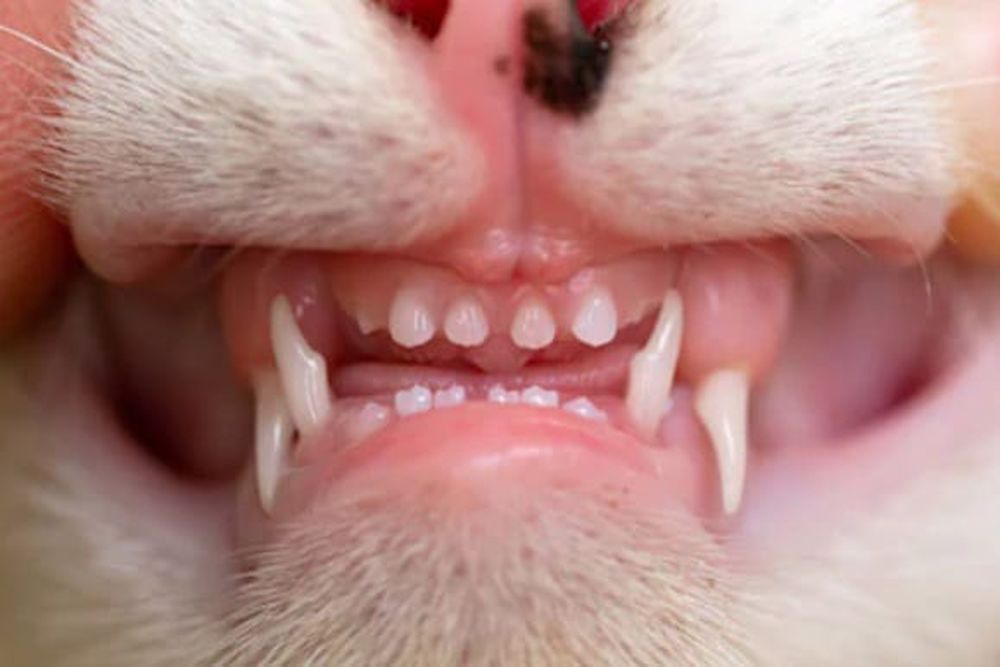 شکل دندان های گربه
