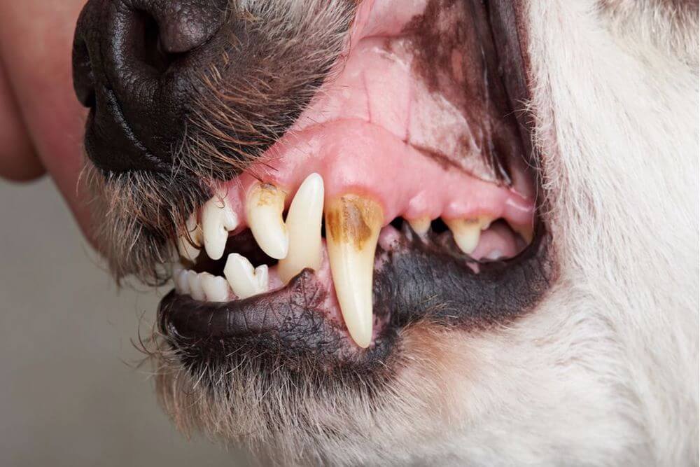 عفونت دندانی در سگ