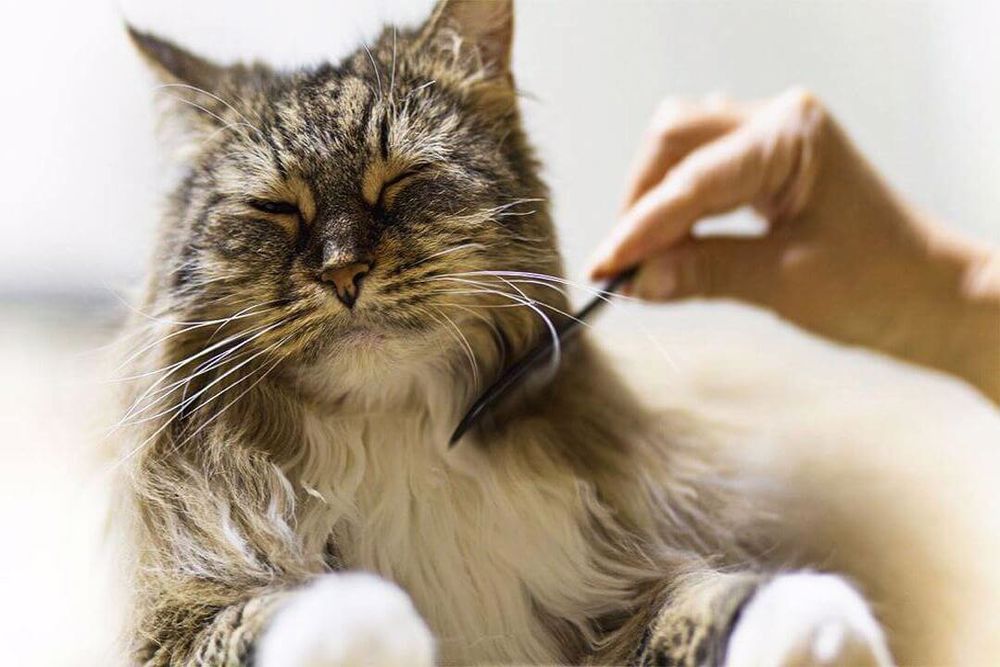 استفاده از شامپوی خشک به همراه شانه کردن موهای گربه