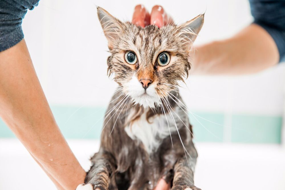 شستشوی گربه با شامپو گربه