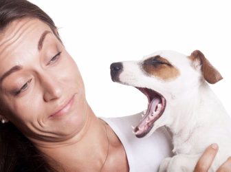 علت بوی بد دهان سگ چیست و درمورد آن چه باید کرد؟