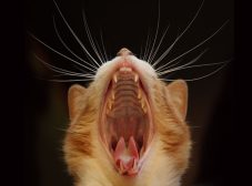 هرچیزی که باید درمورد دندان گربه بدونید