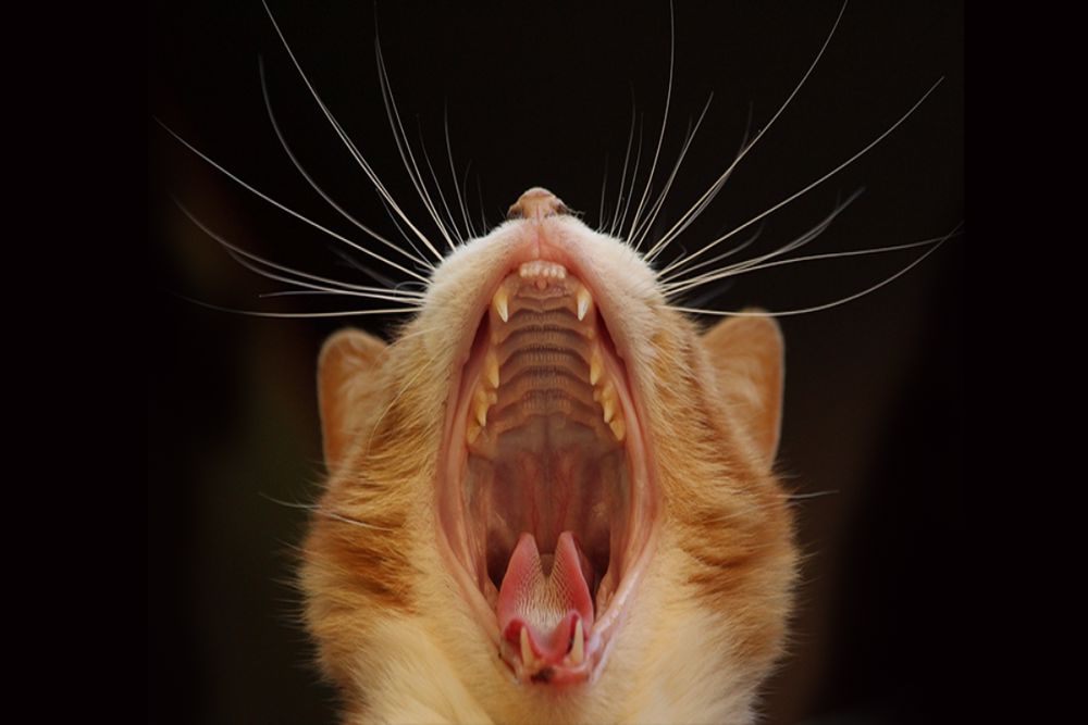 آناتومی دندان گربه