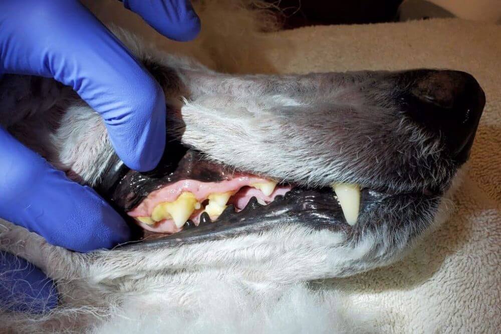 طریقه جرم گیری دندان سگ