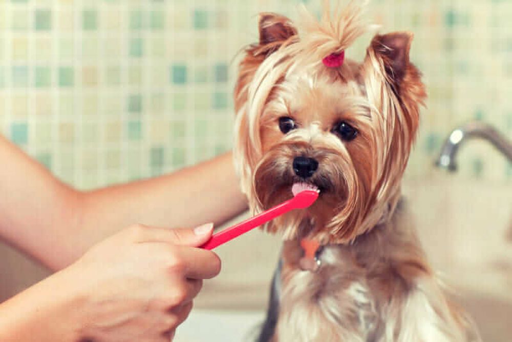 مسواک زدن دندان سگ برای جلوگیری از جرم گرفتن