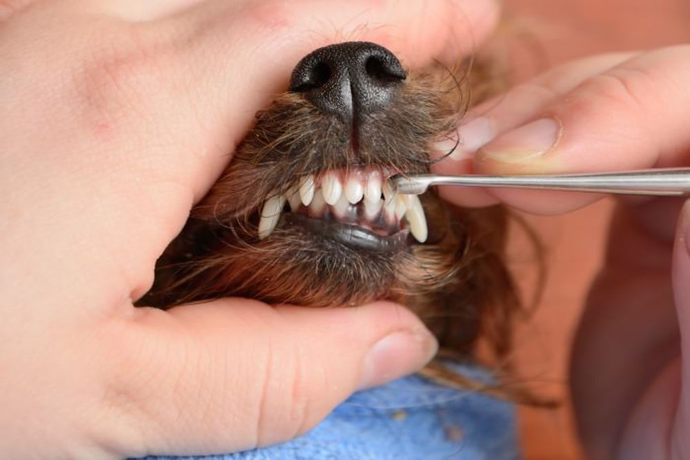 جرم گرفتن دندان سگ و ازبین بردن آن