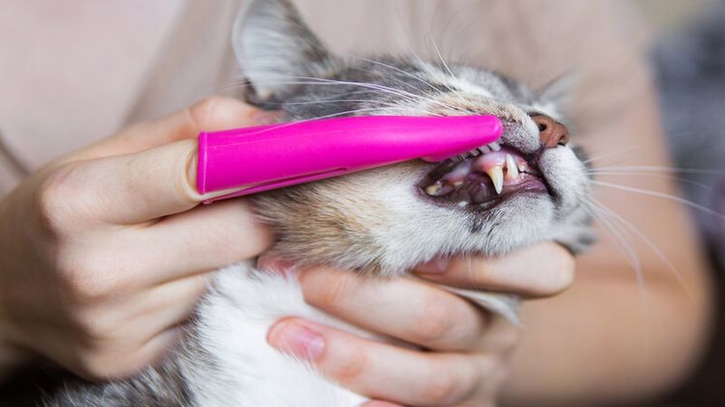 روش جرم گیری دندان گربه