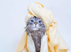شستن گربه خانگی کی لازمه و چطور باید انجام بشه؟