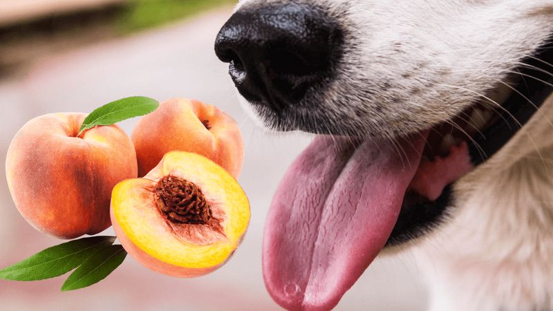 آیا سگ ها می توانند هلو بخورند