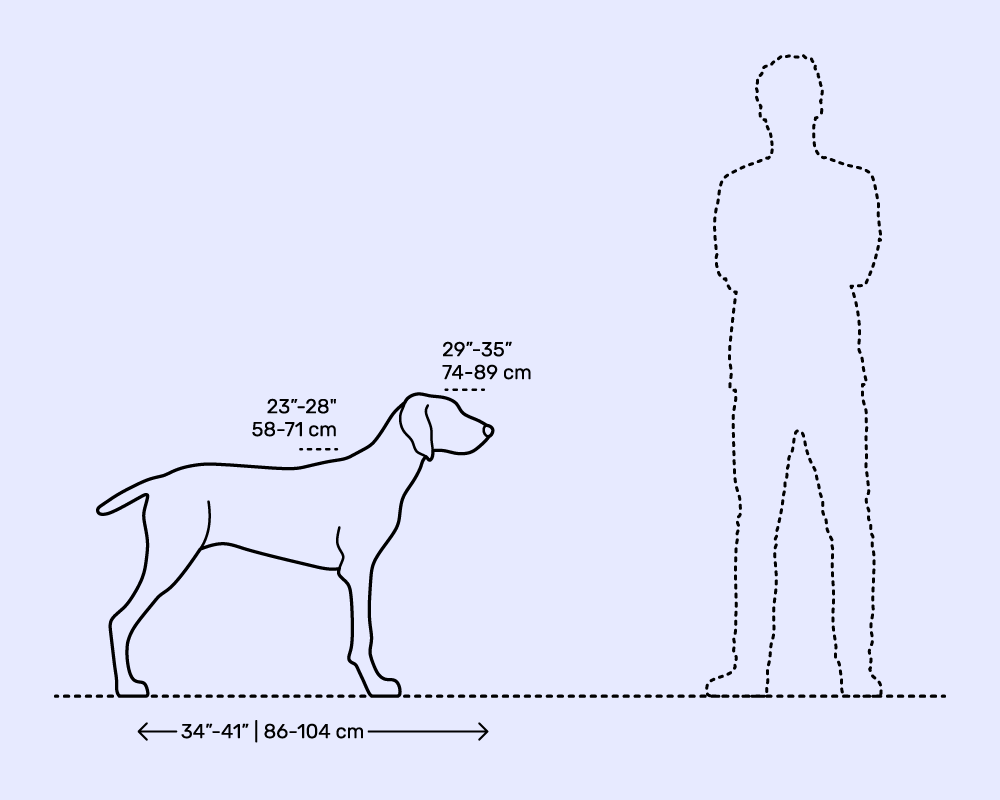 مقایسه اندازه سگ پوینتر با انسان