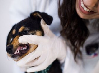 جرم گیری دندان سگ و نکات مهم درباره آن