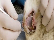 جرم گیری دندان گربه و هرآنچه باید در مورد آن بدانید