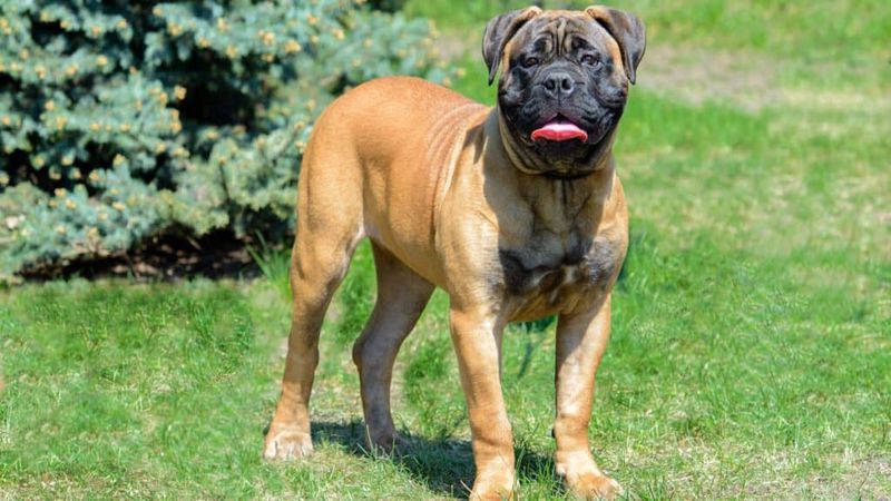وحشی ترین سگ دنیا: بولماستیف
