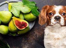 انجیر برای سگ ؛تشویقی مفید یا خوراکی حساسیت‌زا؟