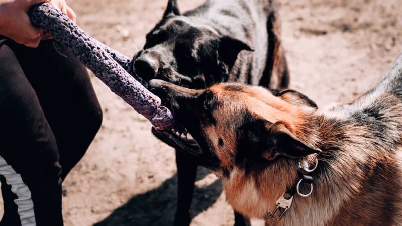 وحشی ترین سگ جهان. ژرمن شپرد