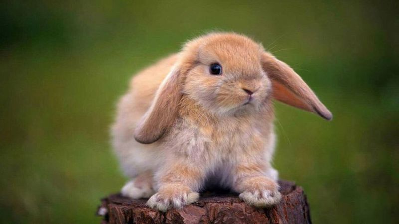خرگوش lop هلندی