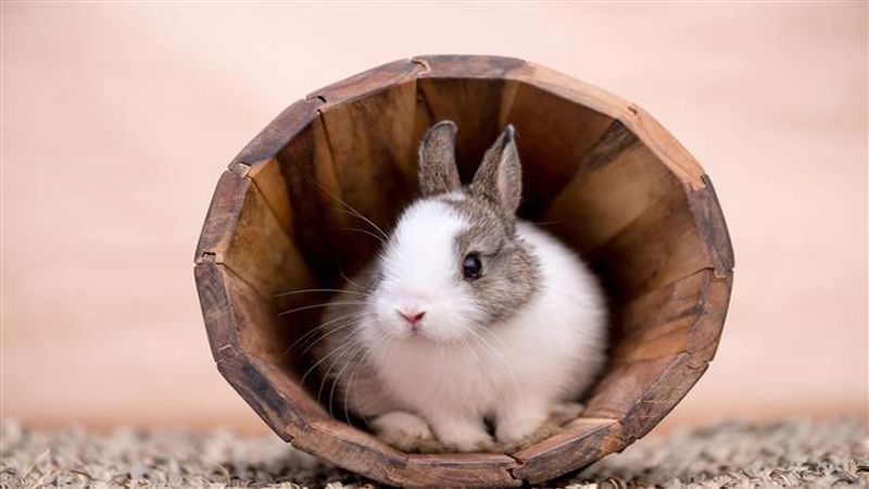 قفس خرگوش لوپ هلندی