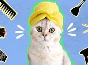 چرا باید گربه‌مون رو ببریم آرایشگاه گربه ها؟!