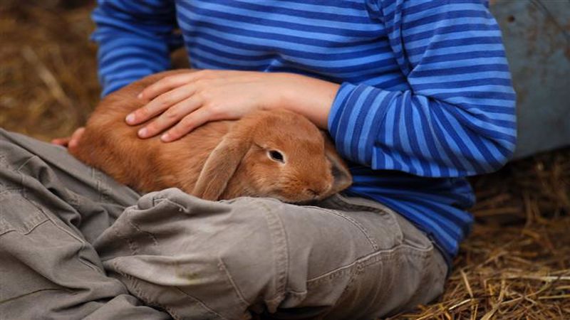تفاوت خرگوش مینیاتوری با خرگوش معمولی