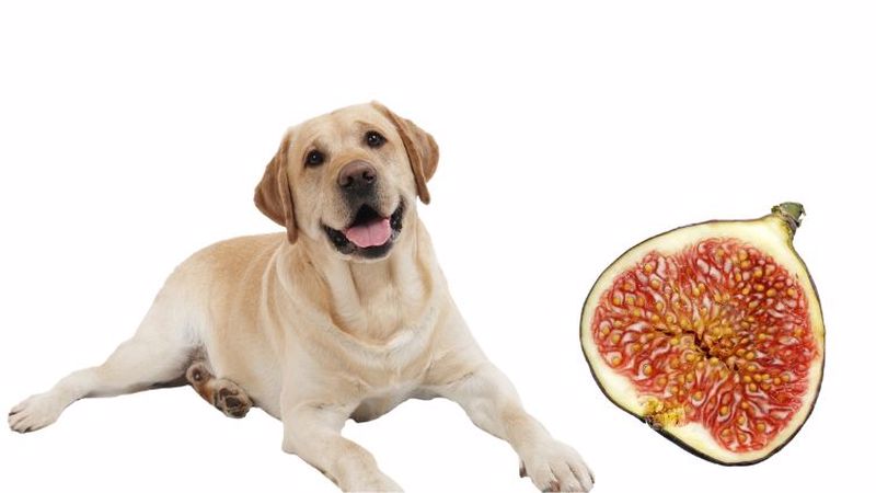میوه انجیر برای سگ
