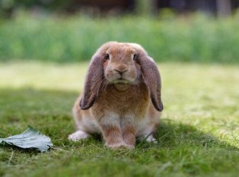 معرفی انواع خرگوش لوپ؛ مینی لوپ، لوپ هلندی و …