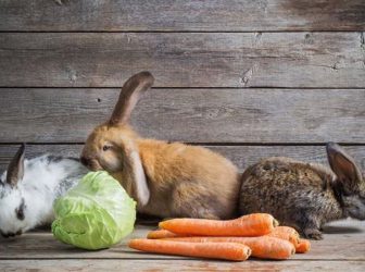 از خرگوش مینیاتوری چی میدونی؟