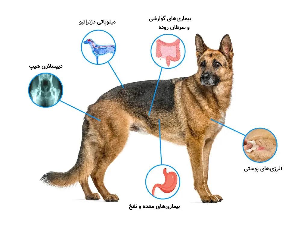 بیماری‌های رایج در نژاد سگ GSD