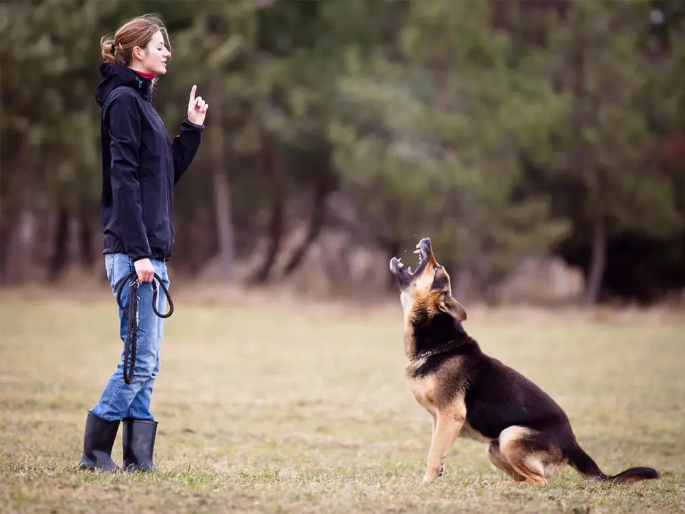 زن در حال آموزش دادن به سگ ژرمن شپرد