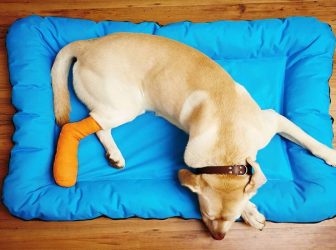به شکستگی پای سگ چطور باید رسیدگی کرد؟