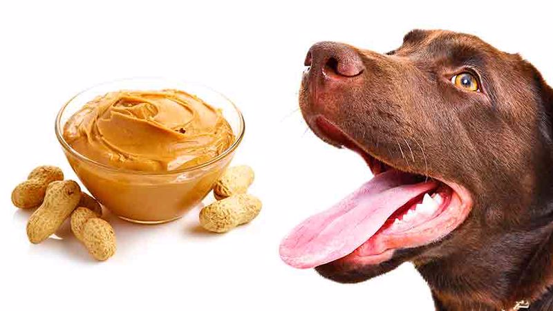 کره بادام زمینی برای سگ