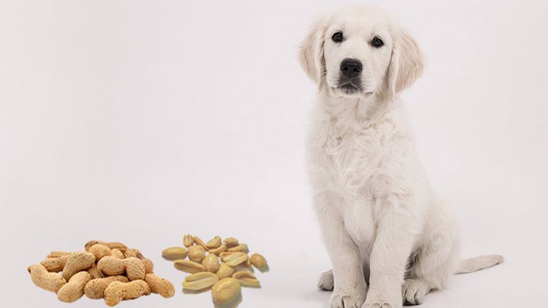 بادام زمینی برای سگ