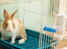قفس خرگوش باید چه شکل باشه؟