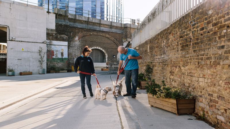 آموزش راه رفتن سگ با قلاده