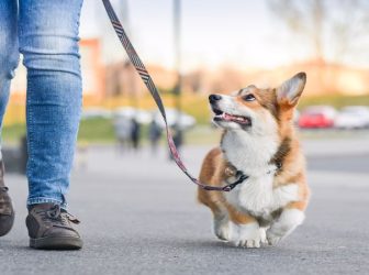 آموزش هم قدم شدن به سگ در ۴ مرحله‌ ساده