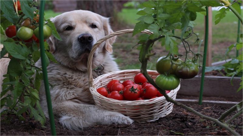 چه میوه هایی برای سگ مضر است