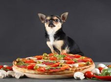 غذای سگ شیواوا چیست و چه ویژگی‌هایی داره؟